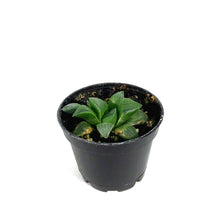 Load image into Gallery viewer, Haworthia, 2in, Retusa Star Cactus
