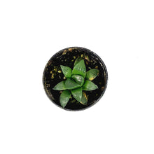 Load image into Gallery viewer, Haworthia, 2in, Retusa Star Cactus