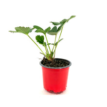 Load image into Gallery viewer, Fruit, 4in, Strawberry - Floral Acres Greenhouse & Garden Centre