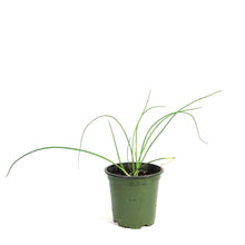 Load image into Gallery viewer, Herb, 4in, Chives