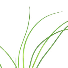 Load image into Gallery viewer, Herb, 4in, Chives