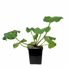 Load image into Gallery viewer, Double Marsh Marigold, 5in, Caltha palustris - Floral Acres Greenhouse & Garden Centre