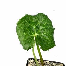 Load image into Gallery viewer, Double Marsh Marigold, 5in, Caltha palustris - Floral Acres Greenhouse & Garden Centre