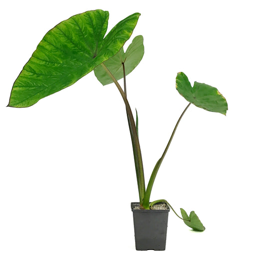Colocasia, 5in, Blue Hawaii