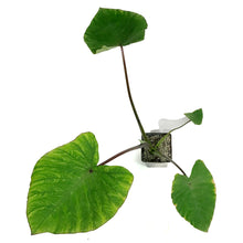 Load image into Gallery viewer, Colocasia, 5in, Blue Hawaii