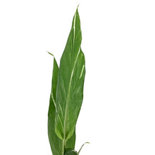 Load image into Gallery viewer, Ginger, 5in, Variegated - Floral Acres Greenhouse & Garden Centre