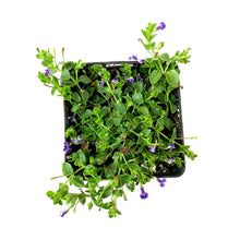 Load image into Gallery viewer, Moneywort, 5in, Blue - Floral Acres Greenhouse & Garden Centre