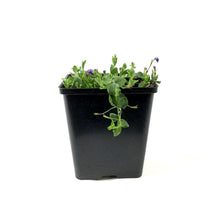 Load image into Gallery viewer, Moneywort, 5in, Blue - Floral Acres Greenhouse & Garden Centre