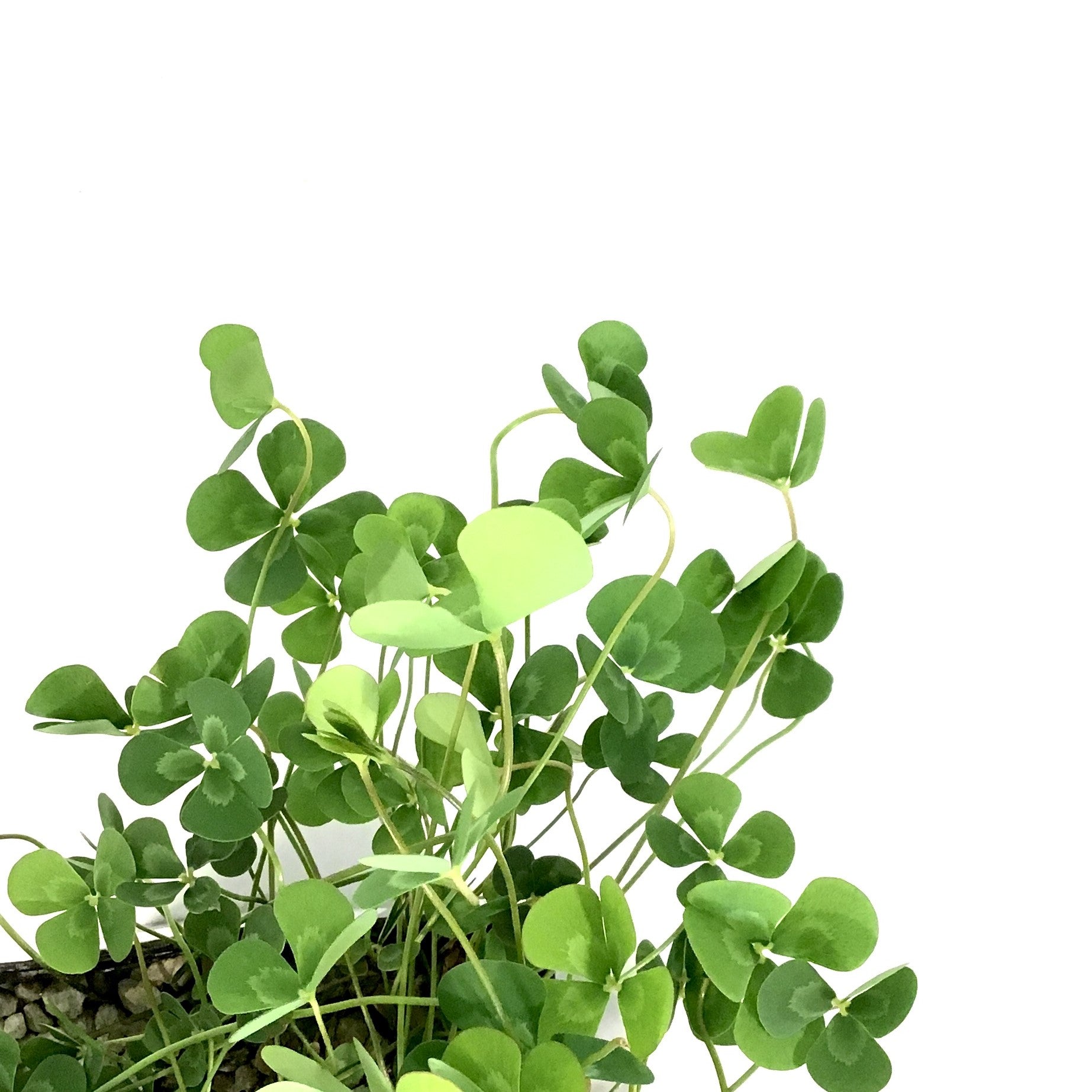 Floating Four-Leaf Clover, 5in – Floral Acres Greenhouse & Garden