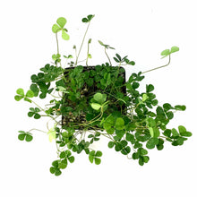Load image into Gallery viewer, Floating Four-Leaf Clover, 5in - Floral Acres Greenhouse & Garden Centre