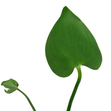 Load image into Gallery viewer, Pickerelweed, 5in, Purple