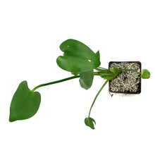 Load image into Gallery viewer, Pickerelweed, 5in, Purple