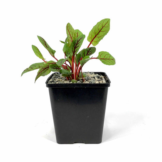 Bloody Dock, 5in - Floral Acres Greenhouse & Garden Centre