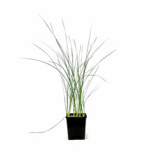 Load image into Gallery viewer, Cattail, 5in, Miniature - Floral Acres Greenhouse & Garden Centre