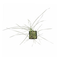 Load image into Gallery viewer, Cattail, 5in, Miniature - Floral Acres Greenhouse & Garden Centre