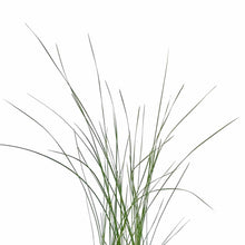 Load image into Gallery viewer, Cattail, 5in, Miniature - Floral Acres Greenhouse & Garden Centre