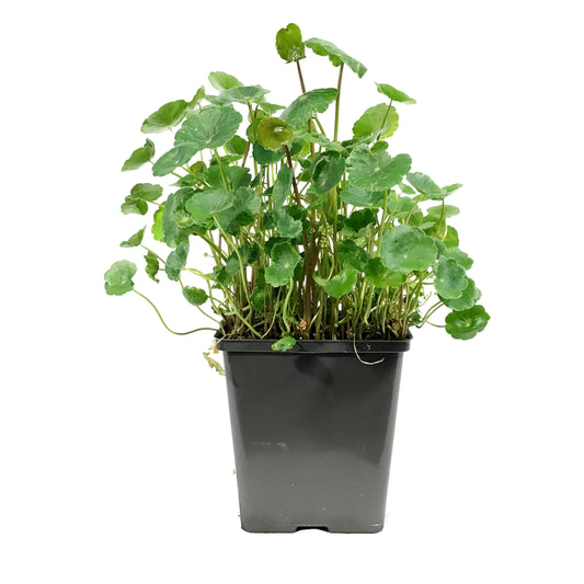 Pennywort, 5in, Green
