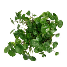 Load image into Gallery viewer, Pennywort, 5in, Green