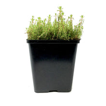 Load image into Gallery viewer, Parrot Feather, 5in, Red Stem - Floral Acres Greenhouse & Garden Centre