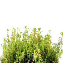 Load image into Gallery viewer, Parrot Feather, 5in, Red Stem - Floral Acres Greenhouse & Garden Centre