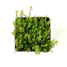 Load image into Gallery viewer, Parrot Feather, 5in, Red Stem - Floral Acres Greenhouse & Garden Centre