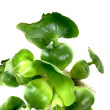 Load image into Gallery viewer, Water Hyacinth, Bulk - Floral Acres Greenhouse & Garden Centre