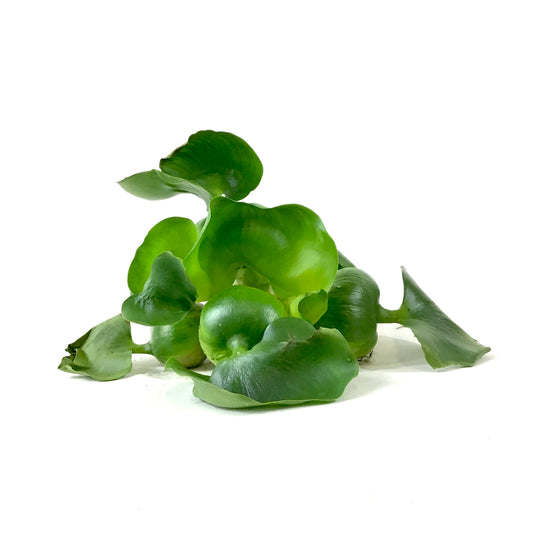 Water Hyacinth, Bulk - Floral Acres Greenhouse & Garden Centre