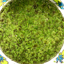 Load image into Gallery viewer, Mosquito Fern, Bulk - Floral Acres Greenhouse & Garden Centre