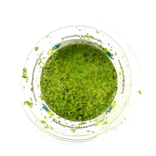 Load image into Gallery viewer, Mosquito Fern, Bulk - Floral Acres Greenhouse & Garden Centre