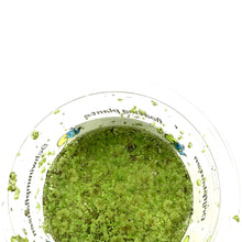 Load image into Gallery viewer, Mosquito Fern, Bulk - Floral Acres Greenhouse & Garden Centre