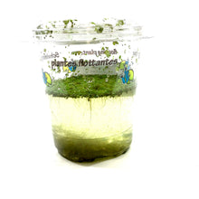 Load image into Gallery viewer, Mosquito Fern, Bulk - Floral Acres Greenhouse & Garden Centre