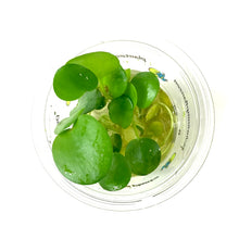 Load image into Gallery viewer, Frogbit, Bulk - Floral Acres Greenhouse & Garden Centre