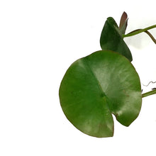 Load image into Gallery viewer, Water Lily, 5in, Attraction Red