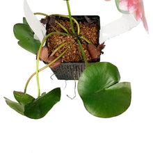 Load image into Gallery viewer, Water Lily, 5in, Attraction Red