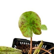 Load image into Gallery viewer, Water Lily, 5in, Chromatella - Floral Acres Greenhouse & Garden Centre