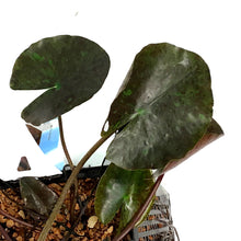 Load image into Gallery viewer, Water Lily, 5in, Wanvisa