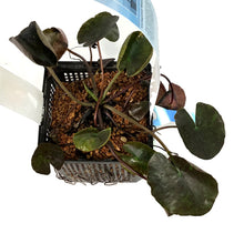 Load image into Gallery viewer, Water Lily, 5in, Wanvisa