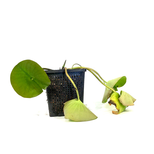Water Lily, 5in, Wilfron Gonnere - Floral Acres Greenhouse & Garden Centre