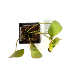 Load image into Gallery viewer, Water Lily, 5in, Wilfron Gonnere - Floral Acres Greenhouse & Garden Centre