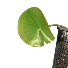 Load image into Gallery viewer, Water Lily, 5in, Wilfron Gonnere - Floral Acres Greenhouse & Garden Centre