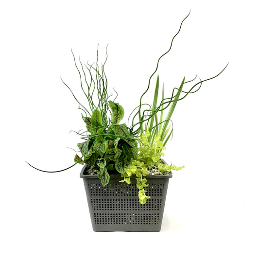 Aquabasket Planter, 8in, Hardy - Floral Acres Greenhouse & Garden Centre