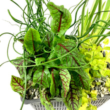 Load image into Gallery viewer, Aquabasket Planter, 8in, Hardy - Floral Acres Greenhouse & Garden Centre