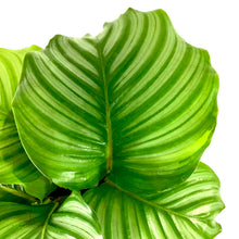 Load image into Gallery viewer, Calathea, 8in, Orbifolia - Floral Acres Greenhouse & Garden Centre