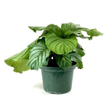 Load image into Gallery viewer, Calathea, 8in, Orbifolia - Floral Acres Greenhouse & Garden Centre