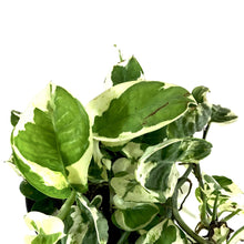Load image into Gallery viewer, Pothos, 5in, N'Joy - Floral Acres Greenhouse & Garden Centre