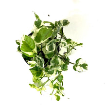 Load image into Gallery viewer, Pothos, 5in, N'Joy - Floral Acres Greenhouse & Garden Centre