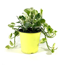 Load image into Gallery viewer, Pothos, 5in, N'Joy - Floral Acres Greenhouse & Garden Centre