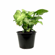 Load image into Gallery viewer, Syngonium, 6in, White Butterfly - Floral Acres Greenhouse & Garden Centre