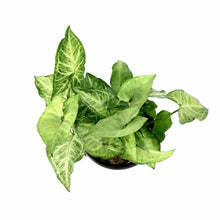 Load image into Gallery viewer, Syngonium, 6in, White Butterfly - Floral Acres Greenhouse & Garden Centre