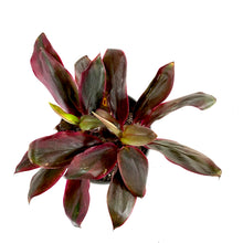 Load image into Gallery viewer, Cordyline, 6in, Roly - Floral Acres Greenhouse & Garden Centre